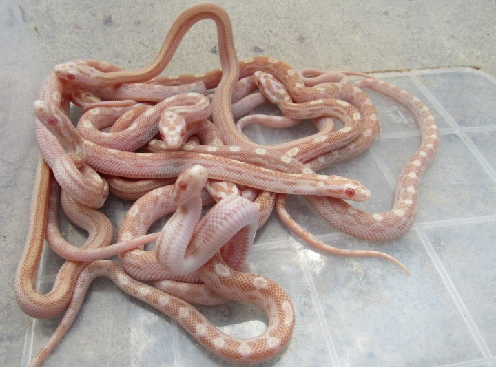 Butter Corn Snakes